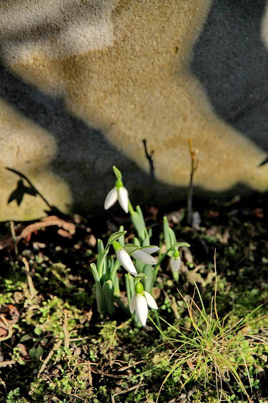 Hóvirág januárban, Monori Pincefalu