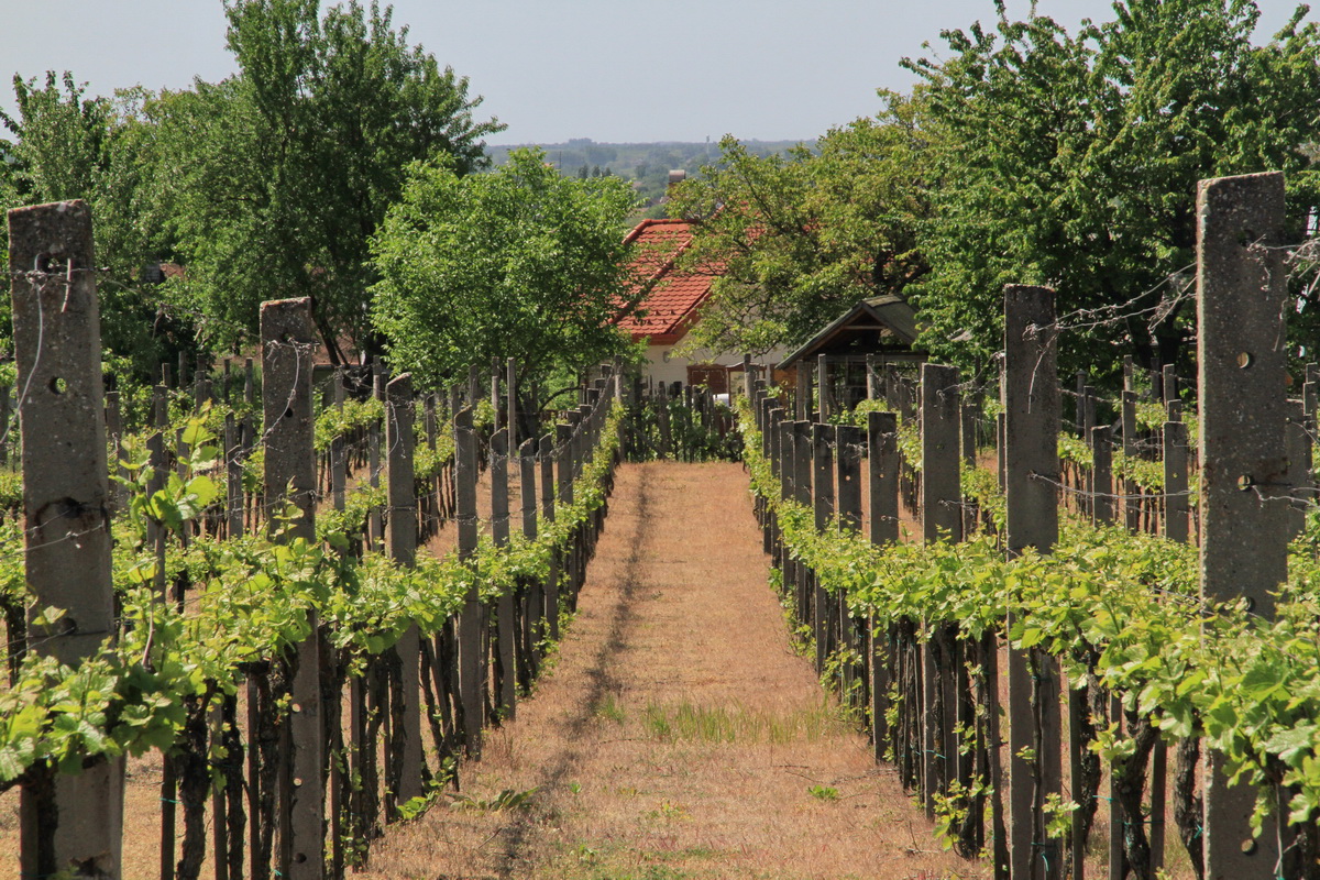 Baldavári szőlőbirtok
