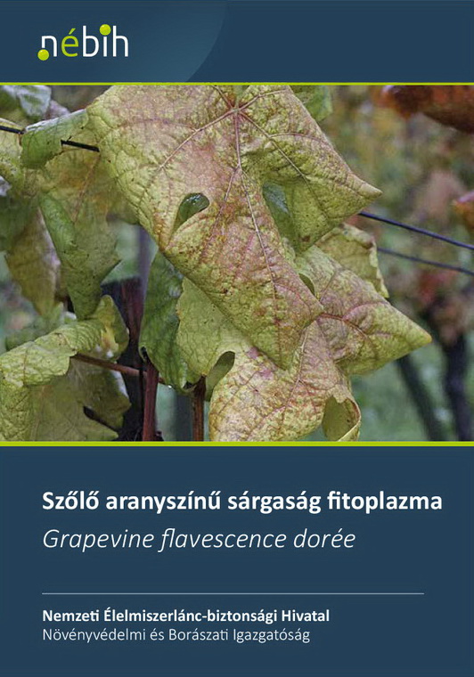 Szőlő aranyszínű sárgasága a fitoplazma