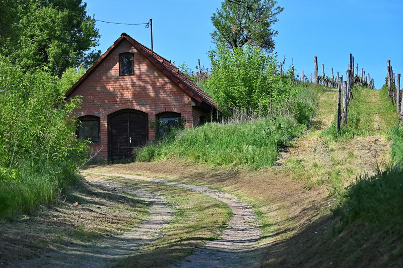 Kóka pincesorai