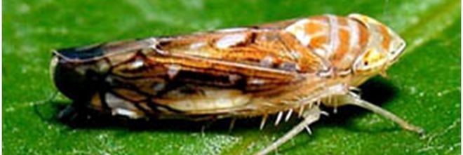Szőlőkabóca