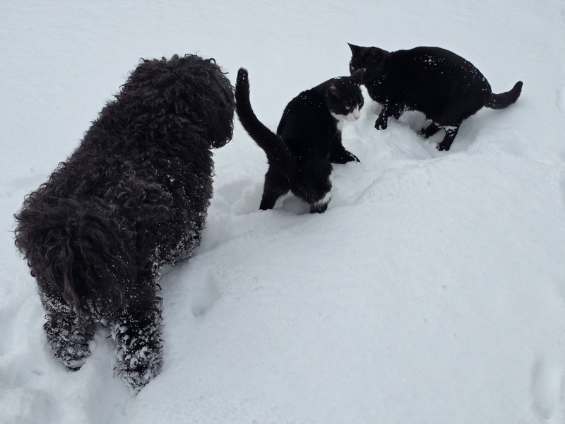 Monori Pincefalu télen
