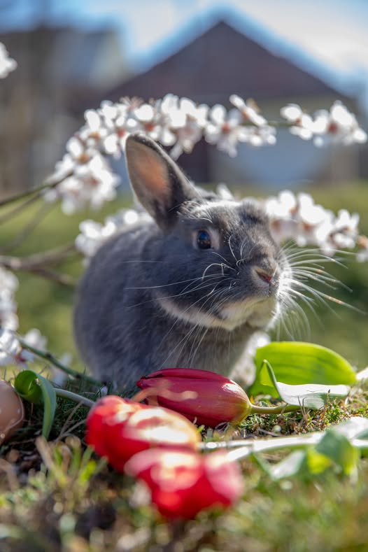 Husvéti Barangolás a Monori Pincefaluban