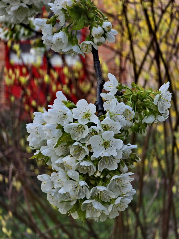 Nagypénteki pincefafaluban