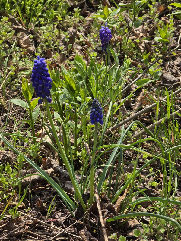 Nagypénteki séta a pincefaluban