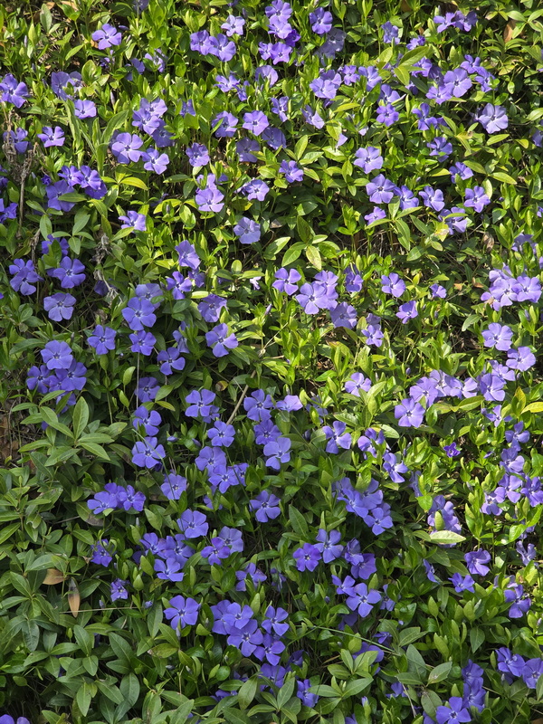 Nagypénteki séta a pincefaluban