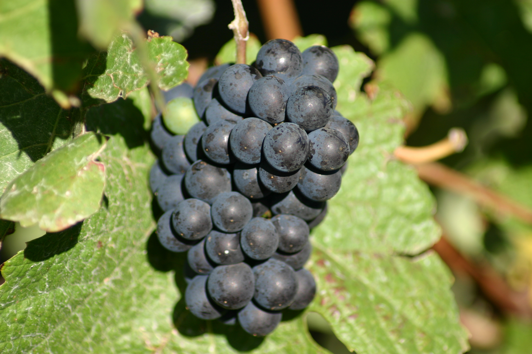 Pinot Noir szőlő