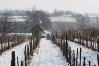 Babits Mihály: Szőlőhegy télen