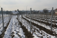 Babits Mihály: Szőlőhegy télen