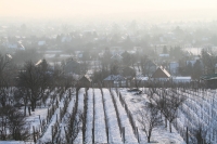 Babits Mihály: Szőlőhegy télen