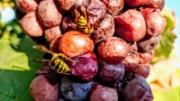 Gyenes Rita fotói szőlőinkről és pincéinkről