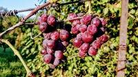 Gyenes Rita fotói szőlőinkről és pincéinkről