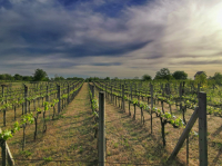 Baldavári Attila aki pince és szőlőtulajdonos egyben