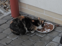 A tavasz változásai