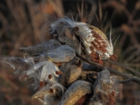 Decemberi séta a napsütéses pincefaluban