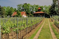 Monornak saját szőlőhegye, szőlőskertjei vannak