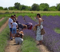 Levendulaszüret a Monori Pincefaluban 2021, galéria