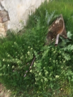 Téglagyári pincék, tavaszi rendrakás és kaszálás