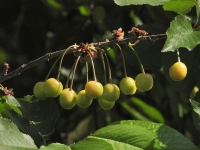 Május végi séta a Monori Pincefaluban