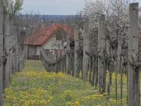 Húsvét előtti barangolás a pincefaluban