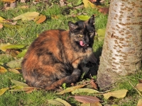Téli séta a pincefaluban