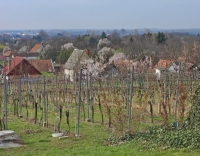 Tavasz a pincefaluban