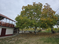 Mi újság Domberzolék pincéjében?