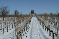 Egy borpince története a pincefalu Sárfehér során