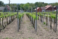 Strázsahegyi Piknik
