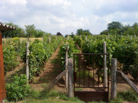 Eladó pince és szőlő a Szilvás dűlőn