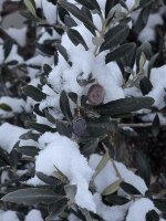 Végre itt a hó, januári pincefalu séta