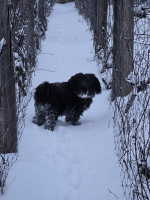 Végre itt a hó, januári pincefalu séta