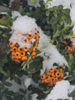 Végre itt a hó, januári pincefalu séta-2