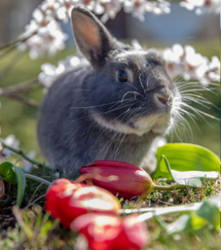 Húsvéti Barangolások-2026, közlekedés