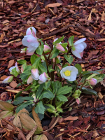 Strázsahegyi Napocska Vendégház