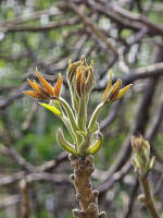 Pincefalu séta nagypénteken