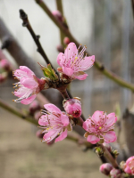 Pincefalu séta nagypénteken