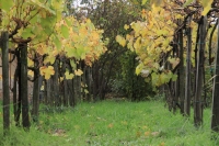 Őszi hangulat a Monori Pincefaluban