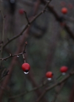 Bejglilejáró túra 2015 december 27