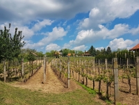 Tavasz a Strázsahegyen