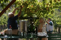 Bodor Wine House