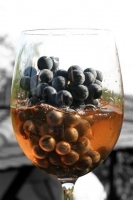 Bodor Wine House