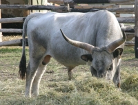 Szárazhegyi Szőlőbirtok KerBor Kft.