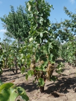 Eladó pince és szőlő a Zalagyöngye soron