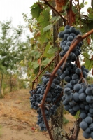 Eladó szőlő és pince présházzal