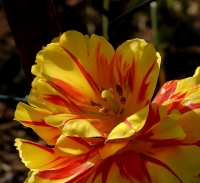 A tavasz szépsége képekben, virágzás és rügyfakadás