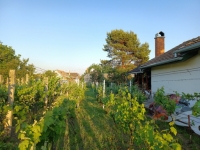 Eladó borospince szőlővel és gyümölcsfákkal rendelkező földterülettel
