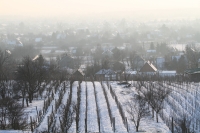 Tél a szőlőhegyen