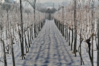Tél a szőlőhegyen